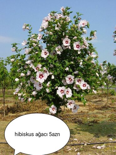 Tinglər: Hibiskus agaclari