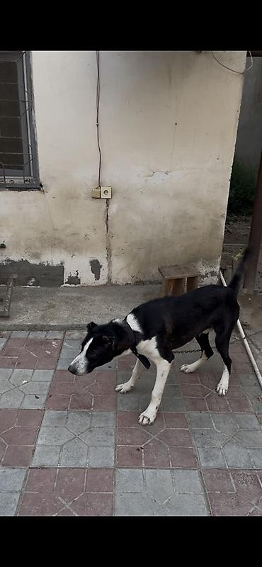 it ucun yataq: Qurdbasar, 10 ay, Erkək, Peyvəndli, Ünvandan götürmə — 3