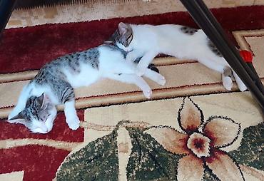 кошку: Кошка даром: Беспородная, 10 месяцев, Девочка, Кастрирована, Приучена к лотку — 1
