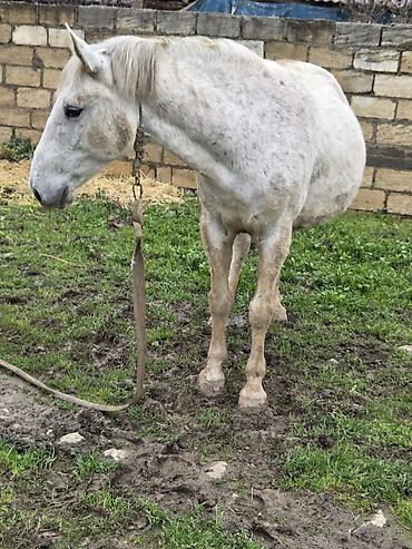 Atlar: Dişi, il: 7 — 2