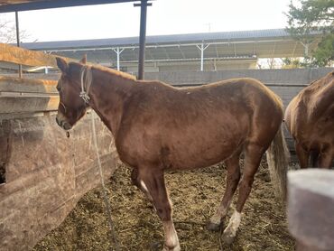 Лошади, кони: Продаю | Кобыла (самка) | Для разведения | Племенные — 7