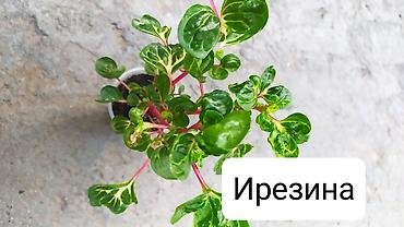 Другие комнатные растения: Продаю цветы — 9