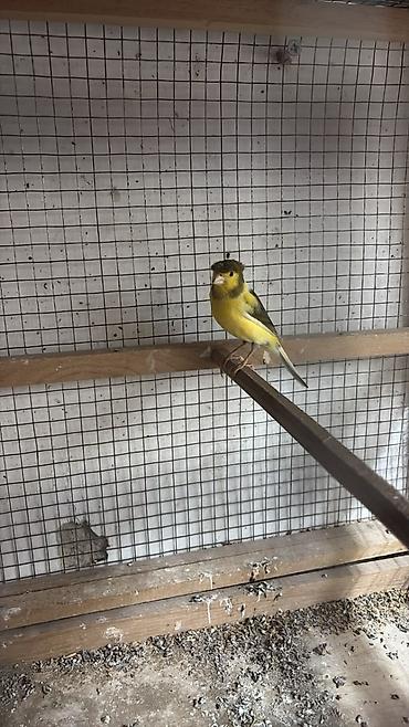 şnek: Erkey bulbul bir yawinda cutel hazir saxlam cin kimidiler — 4