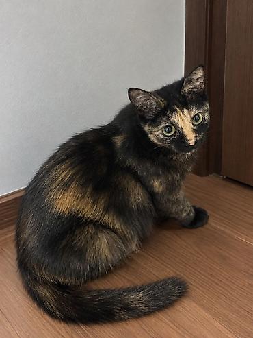 сколько стоит кошка: Кошка даром: Беспородная, Девочка — 1