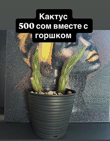 Кактустар: Кактус с горшком — 500 сом. - Декоративный кактус с двумя стеблями — 1