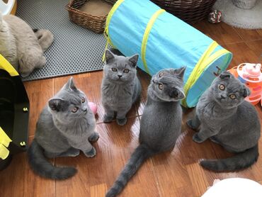 Pişiklər: Britan, Dişi, Erkək, Ünvandan götürmə — 14