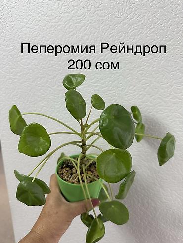 Жалбыз: Укорененные черенки/отростки. Адрес 8 мкр — 10