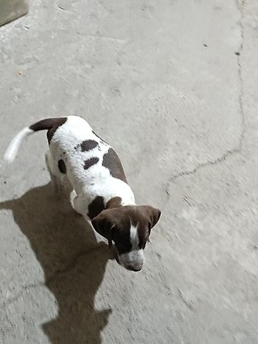 İtlər: Məhsul: ov iti balası atası anası turaca kəklikə qırqovula gücli — 3