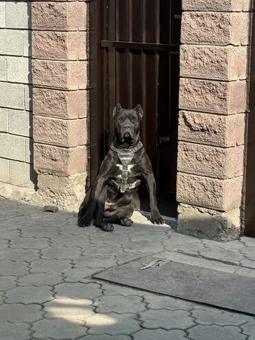 Продажа собак: Кане-корсо, 2 месяца, Самец — 1