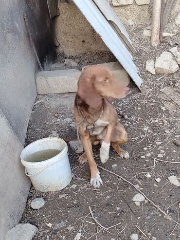 İtlər: Ruski konçil ov tulası — 8