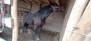 Лошади, кони: Продаю | Конь (самец) | Полукровка | Рабочий | Племенные — 8