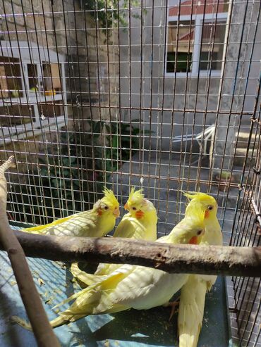 Tutuquşları: Korella 40-70 azn əl quslari bala hazir quslar tutuqusu quslar papuqay — 16