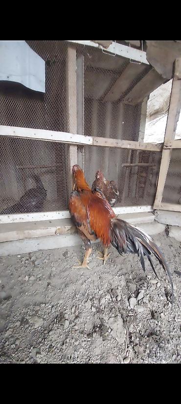 Xoruzlar: Temiz turk cinsi 11 ayliq bece satiram. cox super heybandi. meydan — 7