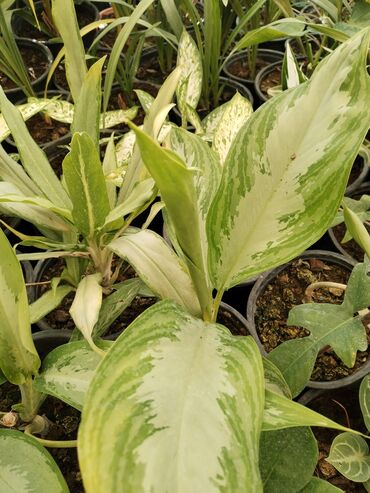 Otaq bitkiləri: Otaq bitkiləri – Fikus elastika kolleksiyası və digər dekorativ növlər — 10