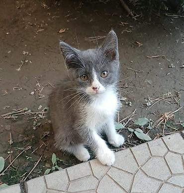 сколько стоят котята: Котята домашние, ласковые и игривые. Несколько окрасов на выбор: - — 7