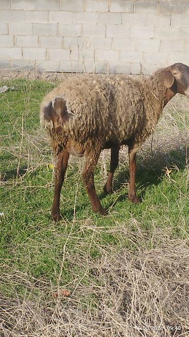 Баран, овца: Продаю | Овца (самка) | Для разведения | Матка — 19