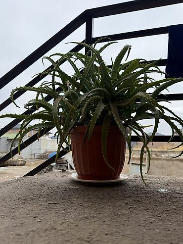 Алоэ: Срочно Продается Лечебная Алоэ (Aloe) в горшке 5-6 лет Прошу 2000 — 1
