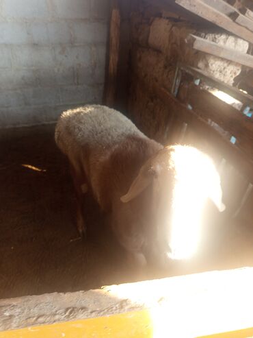 Баран, овца: Продаю | Баран (самец) | Эдильбаевская, Арашан | Для разведения — 9