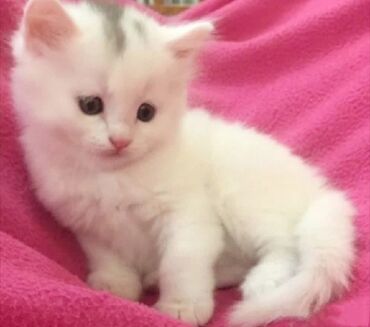кот цена: Котенок мальчик порода Турецкая ангора возраст 2 мес, шикарный белый