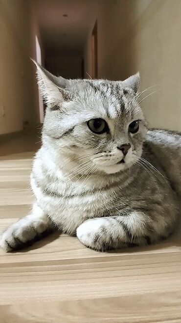 показы 1 354 72 договорная кошка даром британская короткошёрстная 1 год мальчик метис 2 позвонить написать: Британская короткошёрстная, 2 года, Девочка, Серебристая шиншилла, Кастрирована, Приучена к лотку, Проглистована