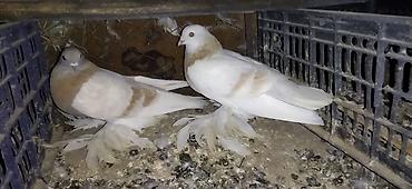 Птицы: Голуби кокучкон кабутар сатылат — 7