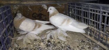 Птицы: Когучкон, голуби, кабутар — 5