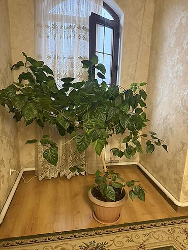 роза комнатная: Китайская Роза Особенности: - Высота с горшком: около 1,2–1,5 м; — 3