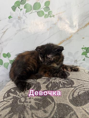 собаки мальтипу: Скотиш Фолд (Шотландская вислоухая), 2 месяца, Девочка, Приучена к лотку — 2