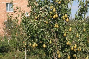 Toxumlar və çöl bitkiləri: Baqban isi axtarram