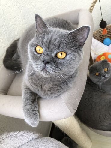 Pişiklər: Şotland, Dişi, Erkək, Ünvandan götürmə — 34