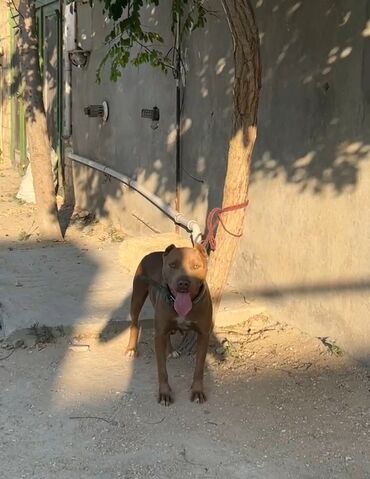 etibarli ellere verilen itler: Pitbul, 2 il, Dişi, Peyvəndli, Ünvandan götürmə