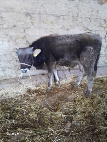 Коровы, быки: Продаю | Музоо, торпок | На откорм — 1