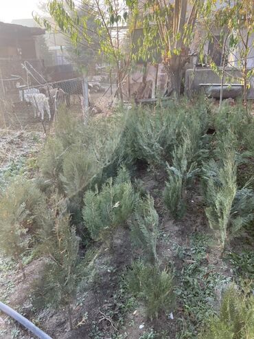 мел для животных: Көчөттөр дарактардын: Арчалар