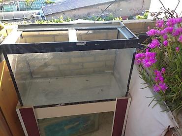 akvarium satilir: Dördbucaq akvarium, Boş, 90 l, Ünvandan götürmə — 3
