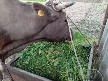 корова продажа: Продаю | Корова (самка) | Алатауская | Для молока | Стельные