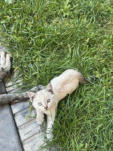 Котята домашние, разноокрашенные (кремовый/бежевый, рыжий, тигровый at lalafo.kg Котята домашние, разноокрашенные (кремовый/бежевый, рыжий, тигровый