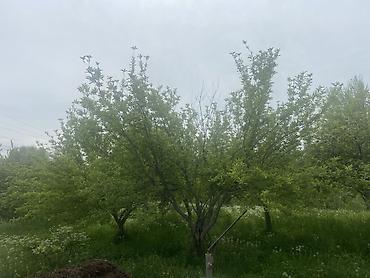 Кыймылсыз мүлк: 6 соток, Курулуш, Кызыл китеп — 8