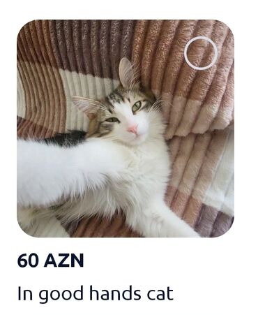 pişik adları erkek: Yaxşı əllərə