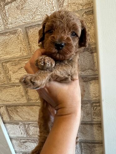 İtlər: Şekilleri götürmeyin - Cins: Toy Pudel (mini) - Rəng: qara, ve — 12