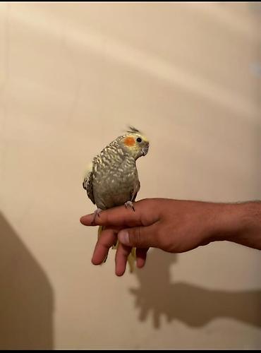 Digər quşlar: Elə orgesmis korella başlar satılır danışdırma vaxdlaridi sağlam — 2