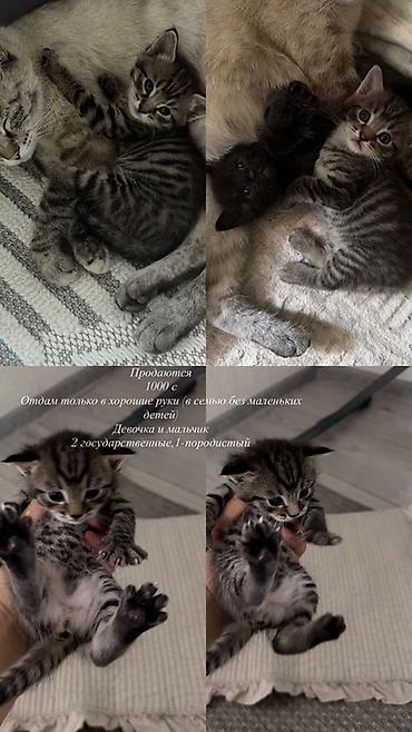 Животные: Котята от домашней кошки - Окрас: тигровый табby, серо-черные — 2