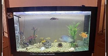 Akvariumlar: Böyük həcmli akvarium komplekti - Ön hissəsi yumru, geniş şüşəli — 3