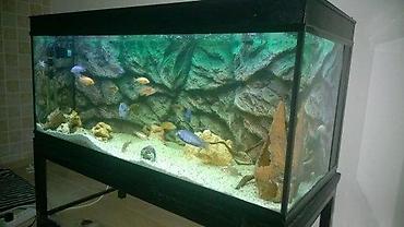 Rasveta: RGB 5050 LED TRAKA IP65 (SILIKONSKA) VODOOTPORNA | *AKO IMATE — 10