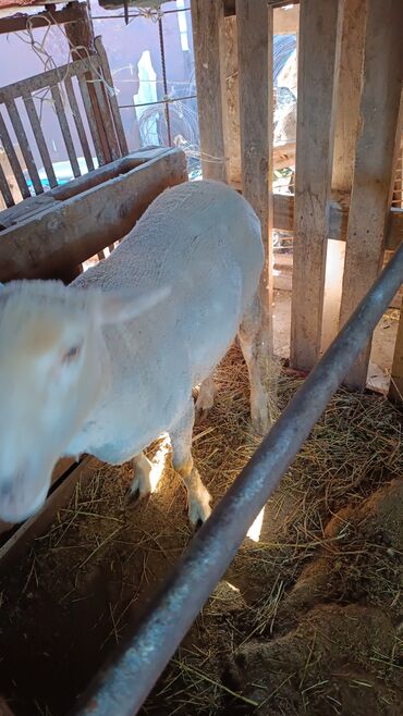 кара балта животные: Миринос жирный на курбан айт самый раз хвост и уши целые 9 месяц на