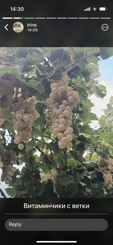 Bağ evlərinin kirayəsi: 100 kv. m, 3 otaqlı, Hovuzlu, Artezian quyusu, Su, Kombi — 4