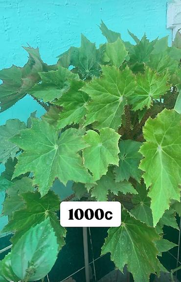 Фикусы: Комнатные и офисные цветы — 3