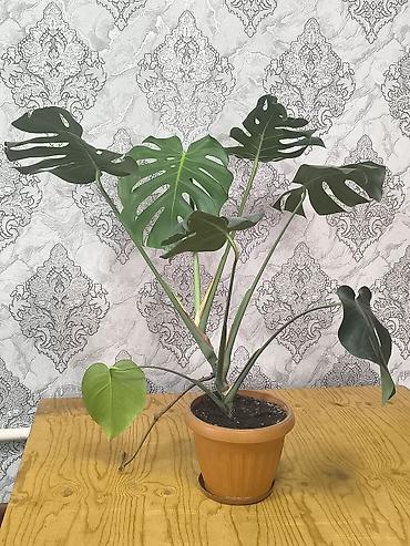 Монстера делициоза (Monstera deliciosa) в горшке - Крупные