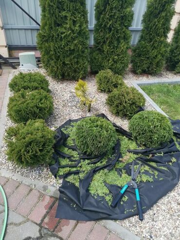 формы для садовых дорожек: Формировка и стрижка туй,ёлак,моживельников и д.р виды