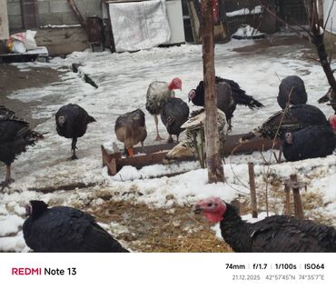 Индюки: Продаю | Индюшка (самка) | Для разведения | Племенные — 14