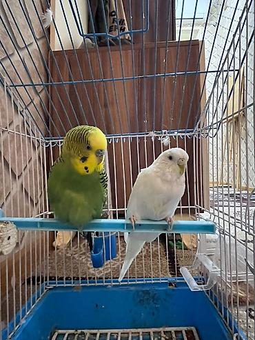 fars heyvani: Məhsul: Dalmatian (dalğalı) papuqaylar dəsti – 2 ədəd + qəfəs və — 2